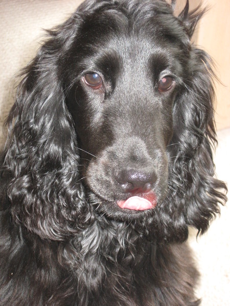 Engelse Cocker Spaniel