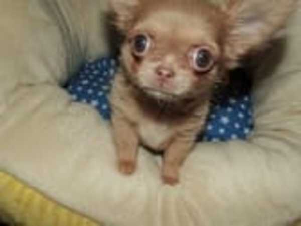 Mooie Chihuahua voor adoptie.