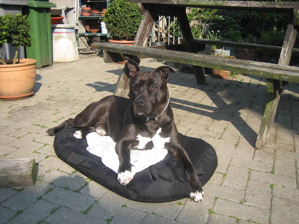 American Staffordshire Terrier