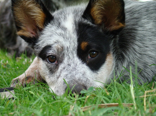 Australian Cattle Dog