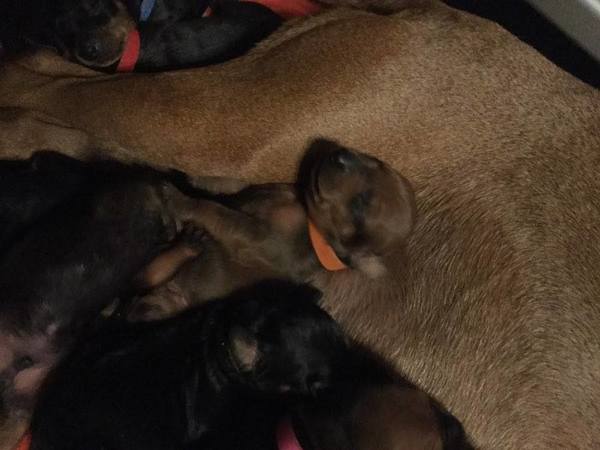 Sun Buddies (Duitse Pinscher )