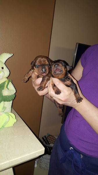 Sun Buddies (Duitse Pinscher )