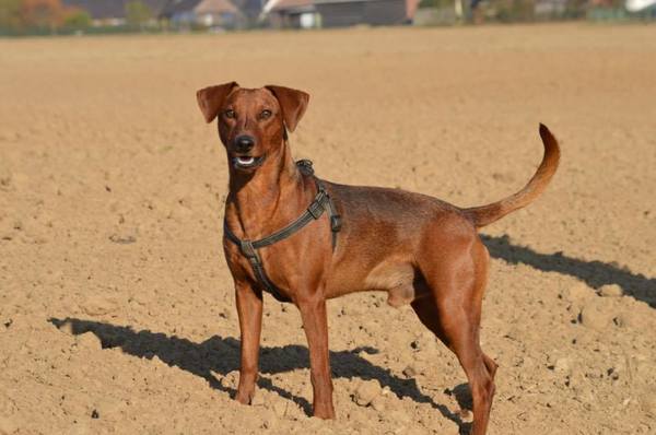 Sun Buddies (Duitse Pinscher )