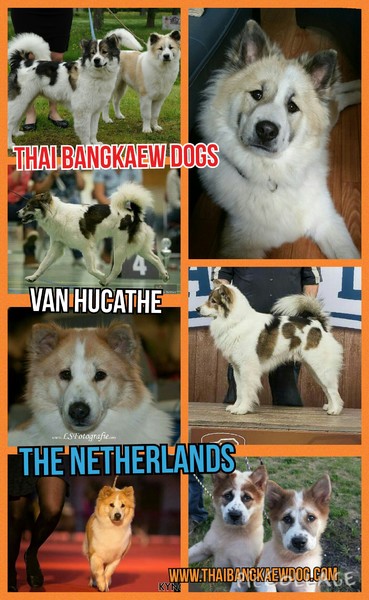 Thai Bankaew Dog