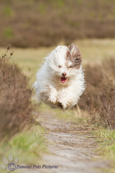 Toby 'Lente in de bol!'