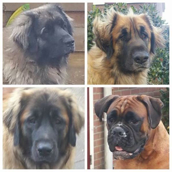 Leonberger