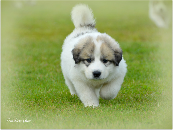 Pyreneese Berghond