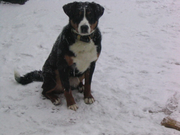 Appenzeller Sennenhond