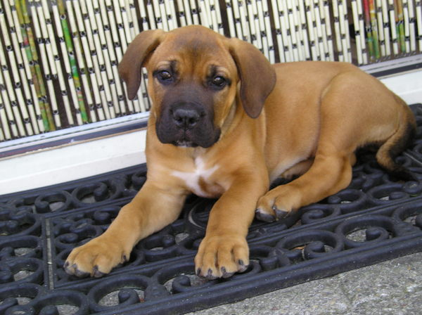 Boerboel