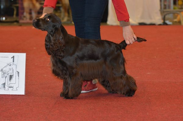 * Stand Your Ground * English Cocker Spaniel and Staffordshire Bull Terrier 