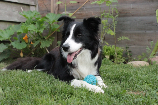 Border Collie