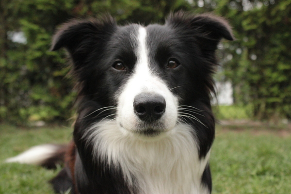 Border Collie