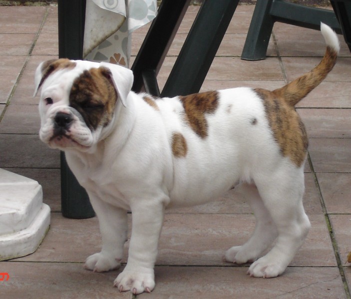 Old English Bulldog