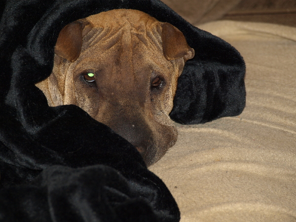 Shar Pei