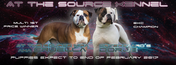 AtTheSource Amerikaanse Bulldog Kennel