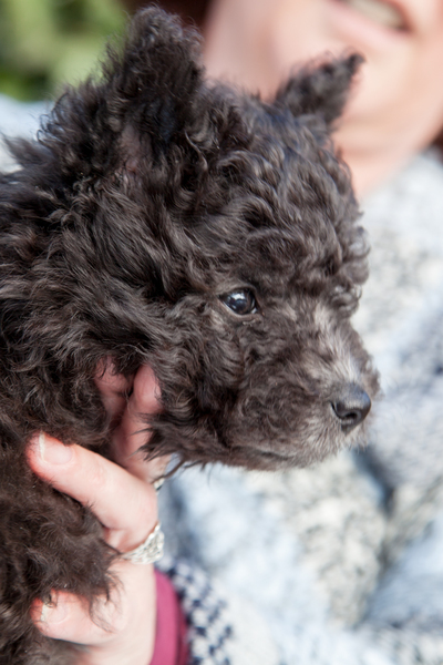 Pumikennel MaisonTriColores