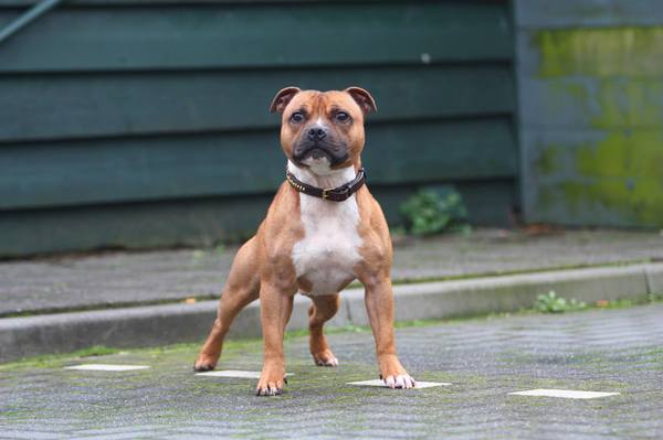 * Stand Your Ground * English Cocker Spaniel and Staffordshire Bull Terrier