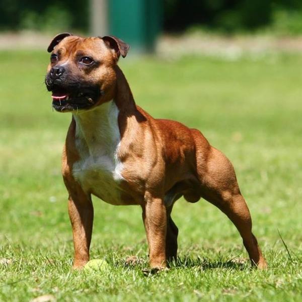 * Stand Your Ground * English Cocker Spaniel and Staffordshire Bull Terrier