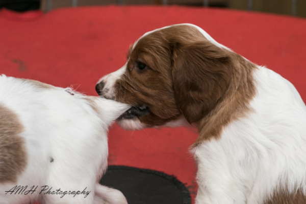 Simply red and white