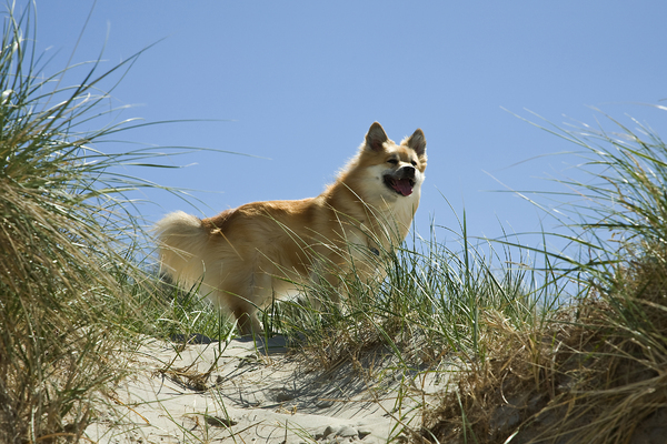 Honden foto: IJslandse Hond