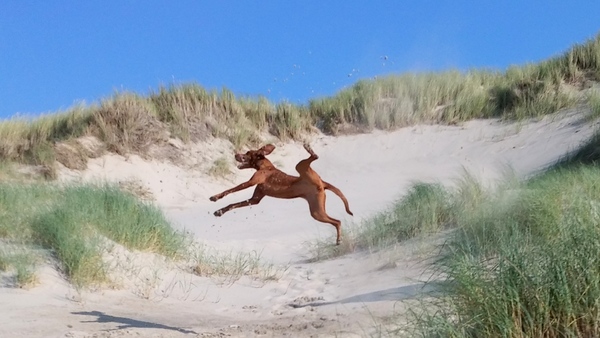 Vizsla (Hongaarse staande hond)