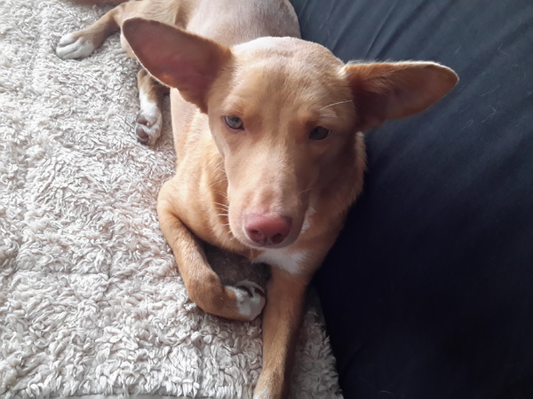 Podenco Andaluz