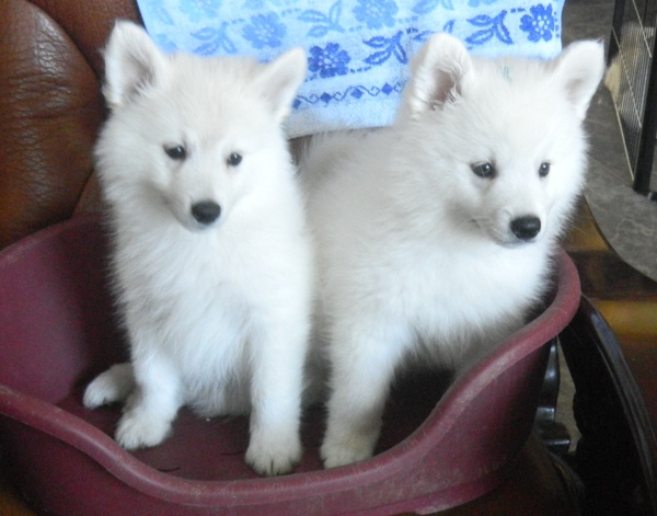 Kennel.De Grote Witte Kees