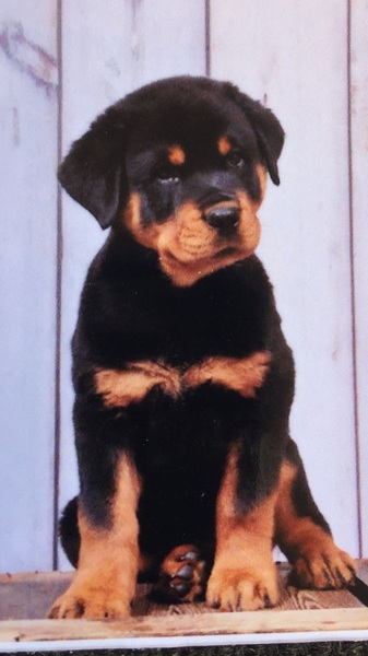 Rottweiler