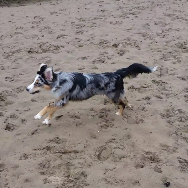 Mini aussie 