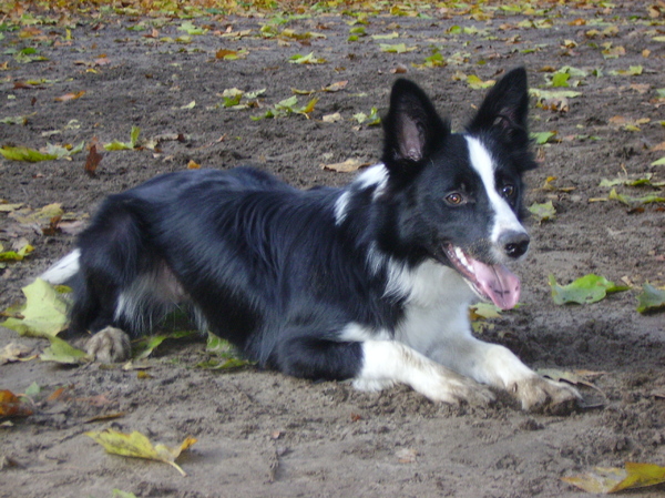 Border Collie