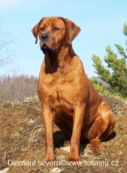 Diamant severu tosa kennel