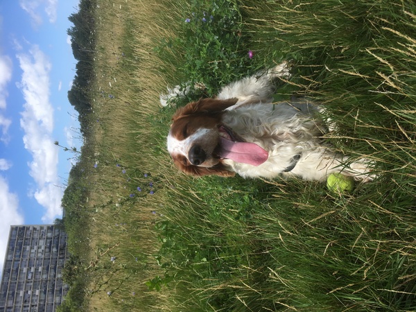 Welsh Springer Spaniel