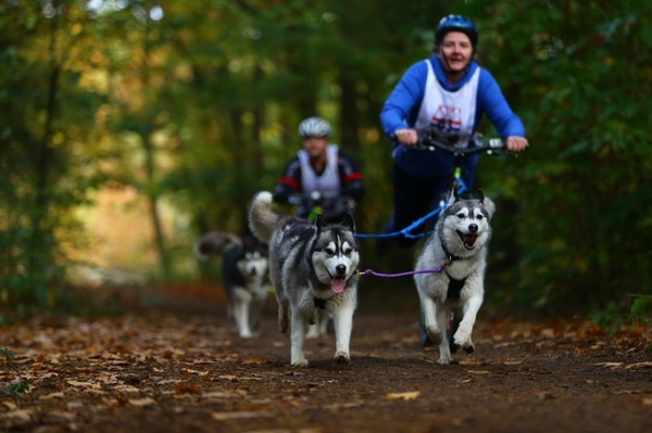 Running Rascals Siberians