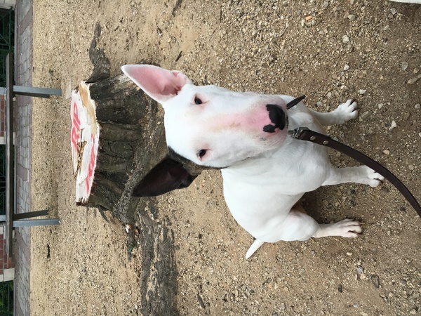 Bull Terrier