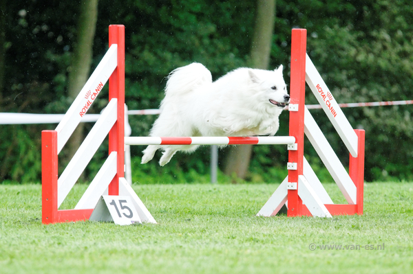 Grote Keeshond, wit