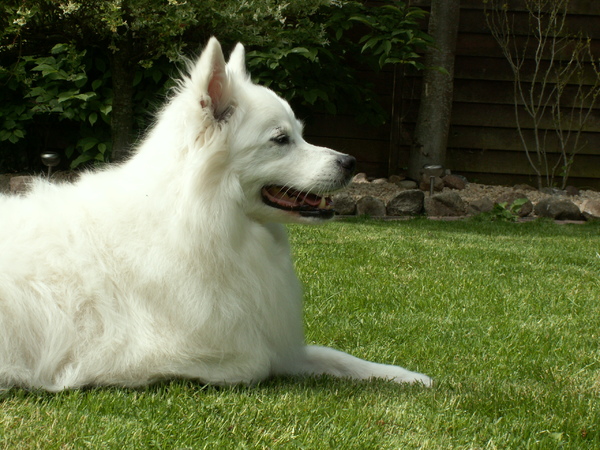 Grote Keeshond, wit