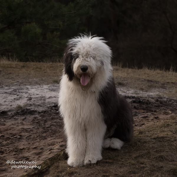 Old English Sheepdog