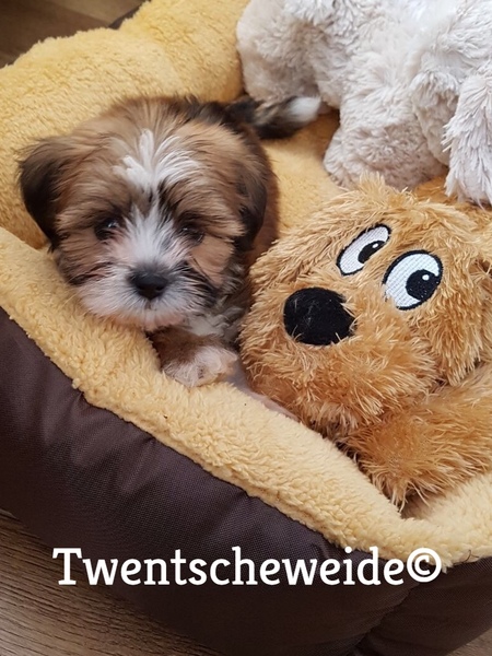 Boomer pups v.d.Twentsche weide