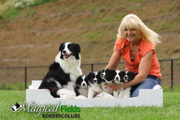 Magical Fields Border Collies