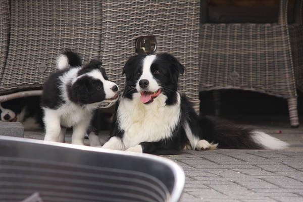 Magical Fields Border Collies