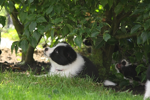 Magical Fields Border Collies