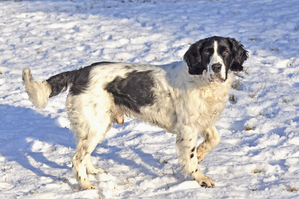 Engelse Springer Spaniel