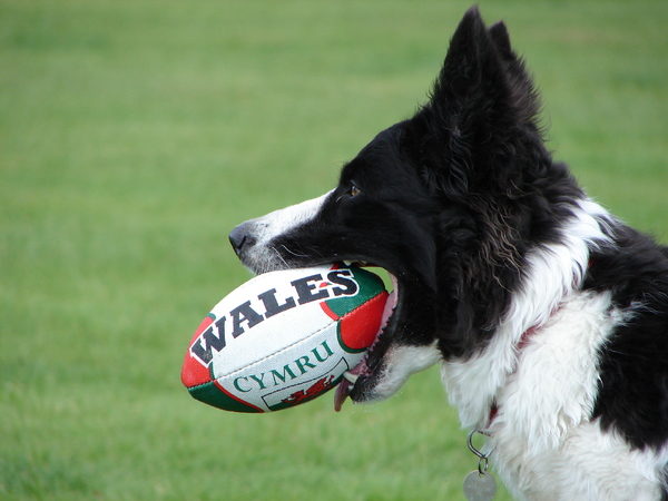 Border Collie