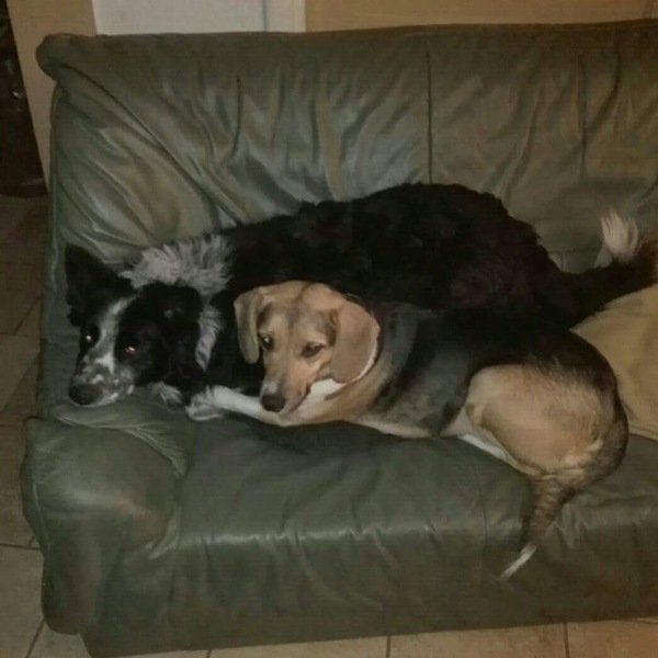 3/4 border collie 1/4 beagle