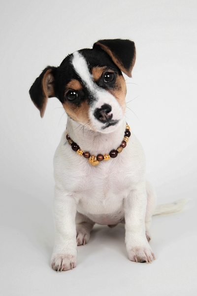 Jack Russell Terrier