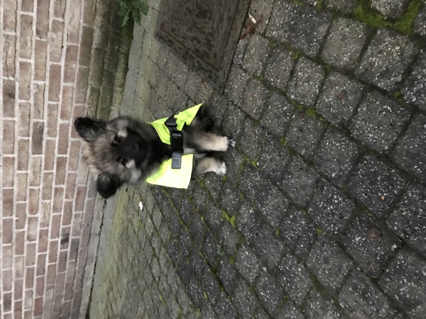 Grote Keeshond, wolfsgrijs