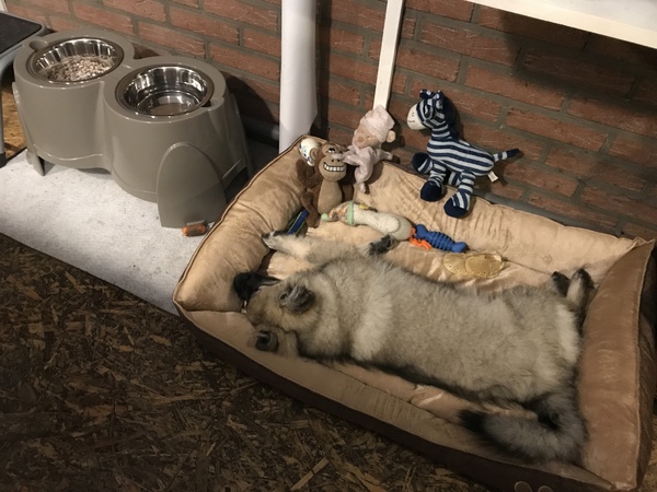 Grote Keeshond, wolfsgrijs