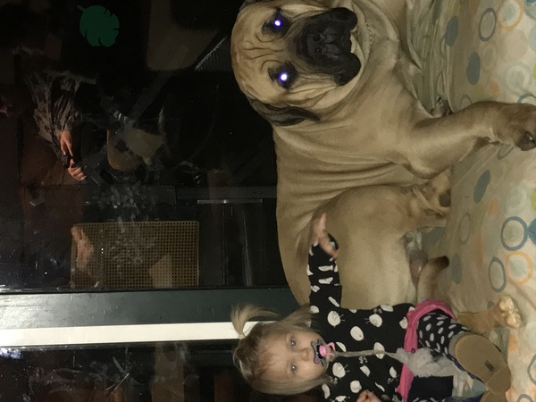 Boerboel