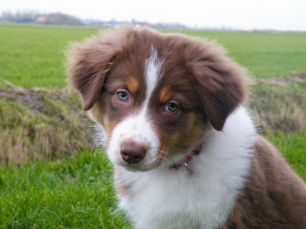 Australian Shepherd