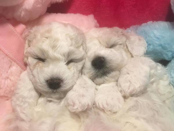 Nedina's Snuggle Pups